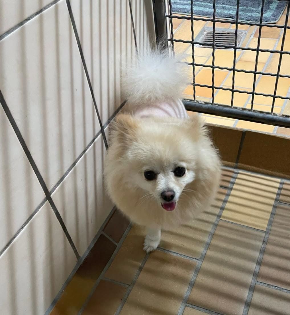 Found dog