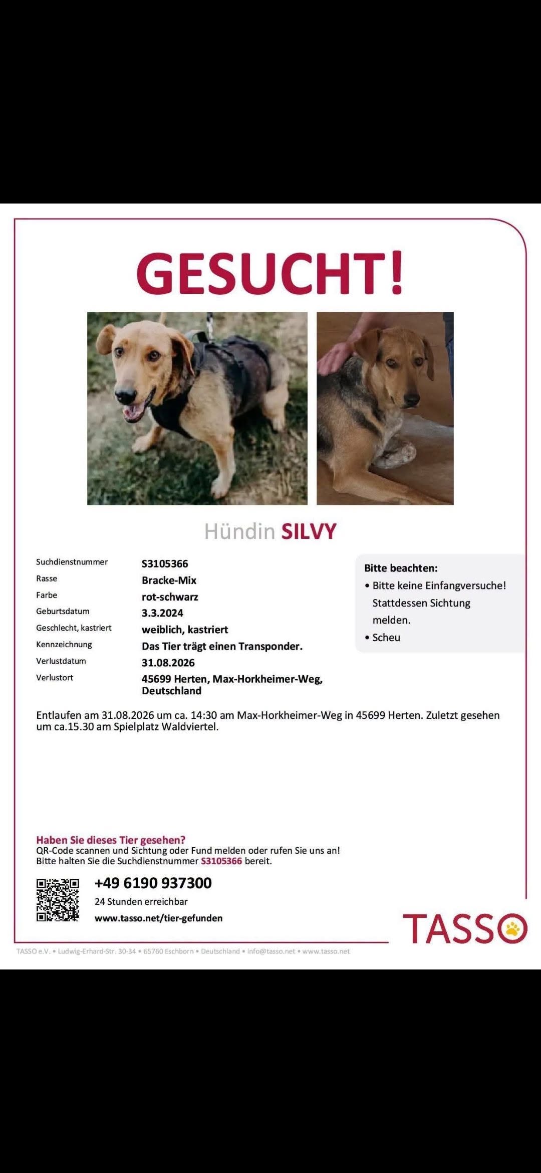 Lost Dog in Herten