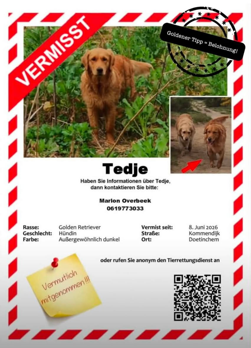 Lost dog