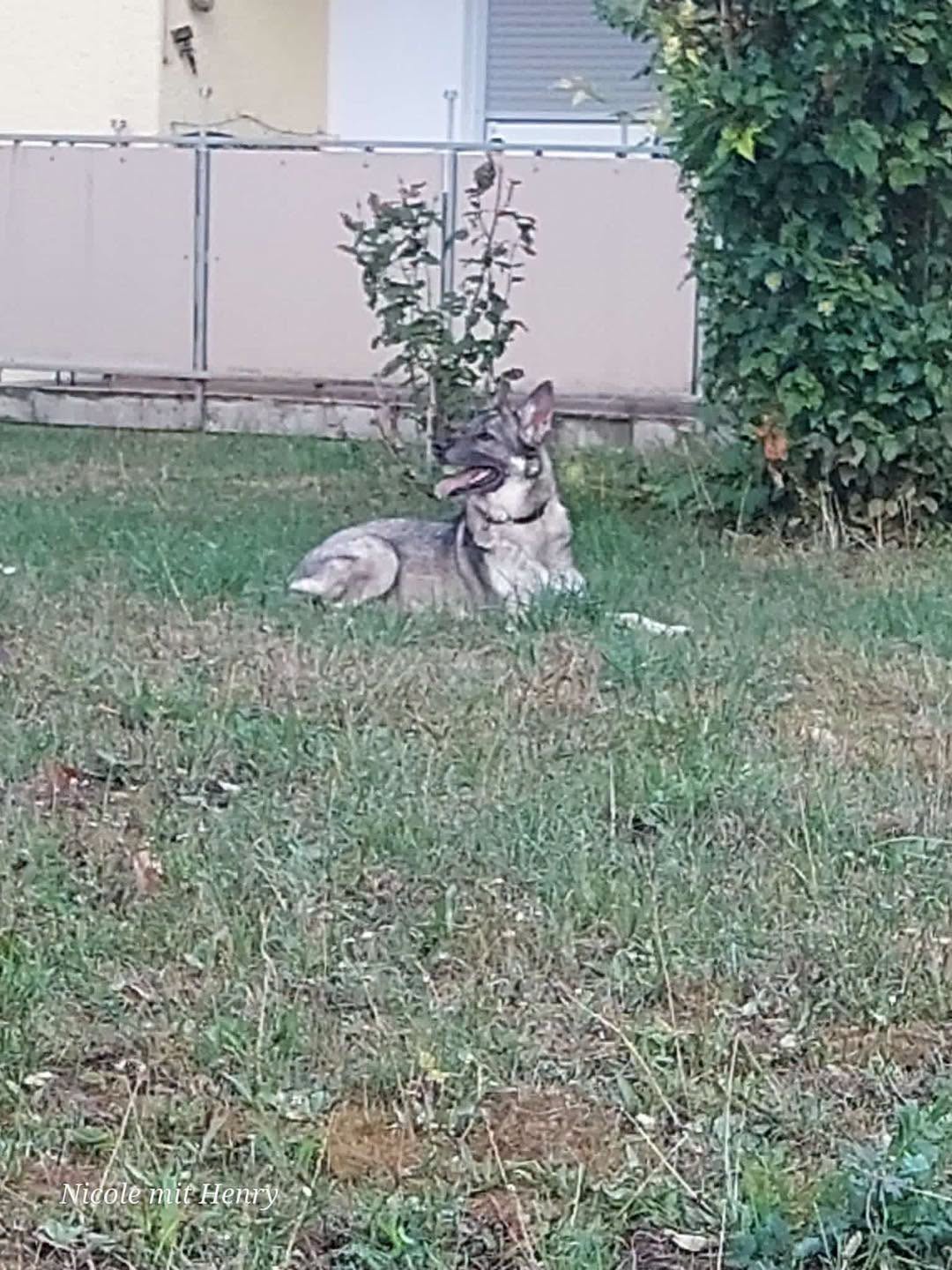 Found dog