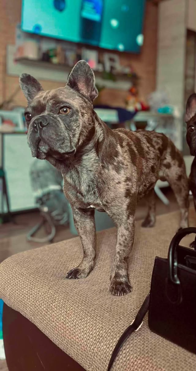Lost Dog in SáRkeszi
