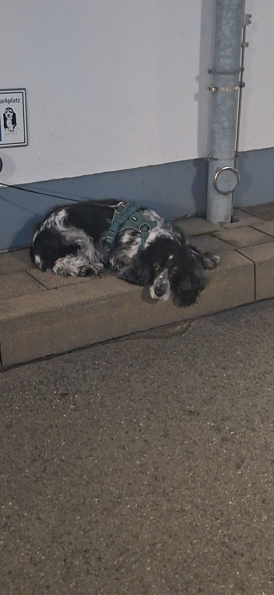 Found dog