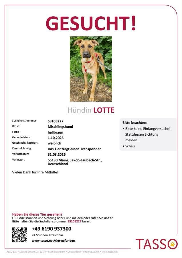 Lost Dog in Mainz