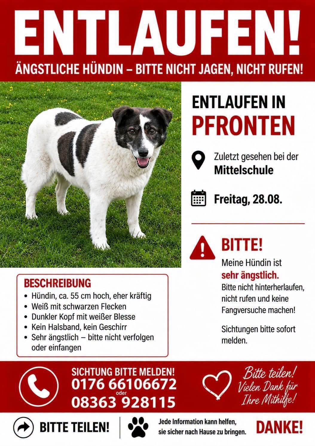 Lost dog