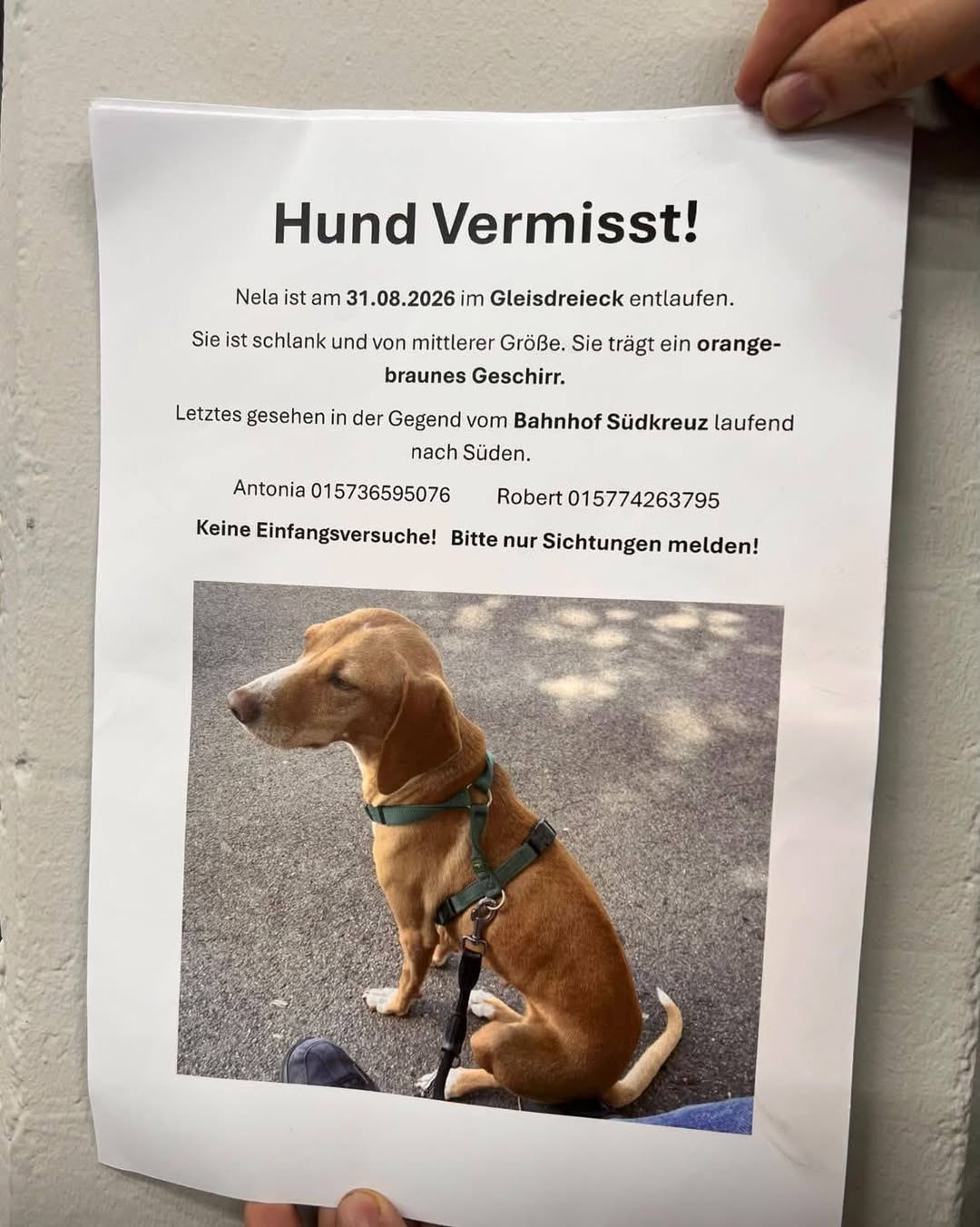 Lost dog