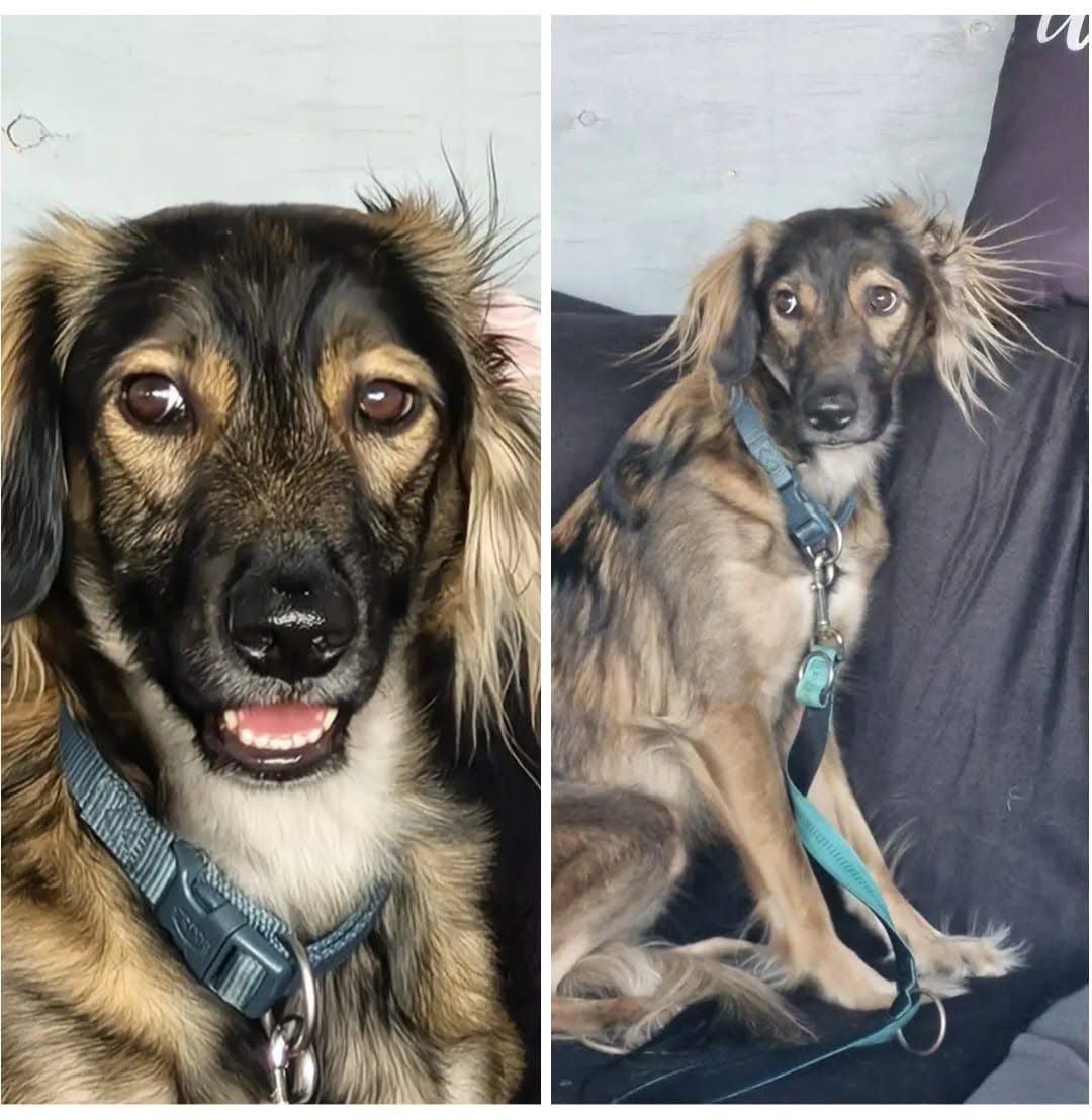 Lost Dog in Magdeburg