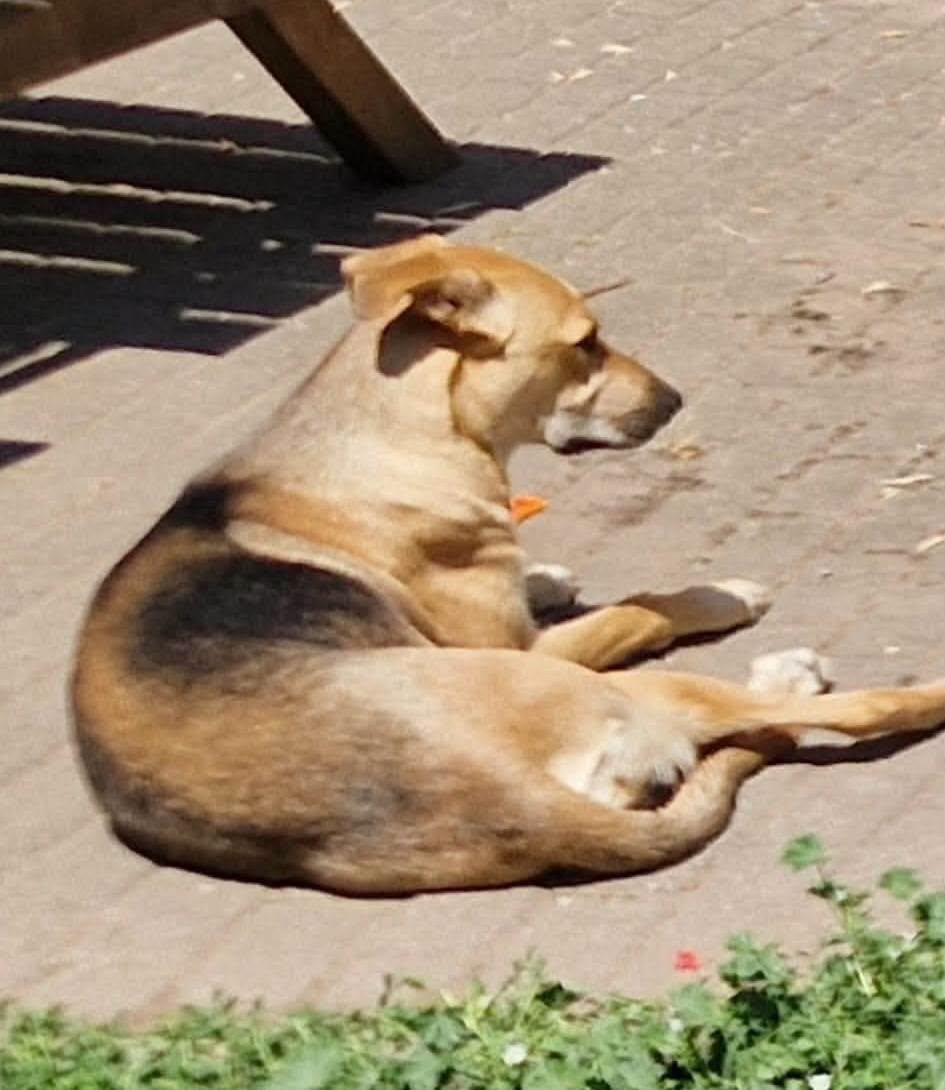 Lost dog