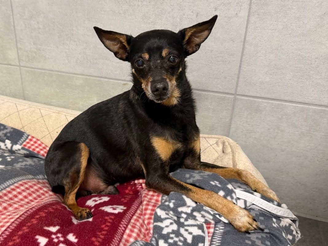 Found dog