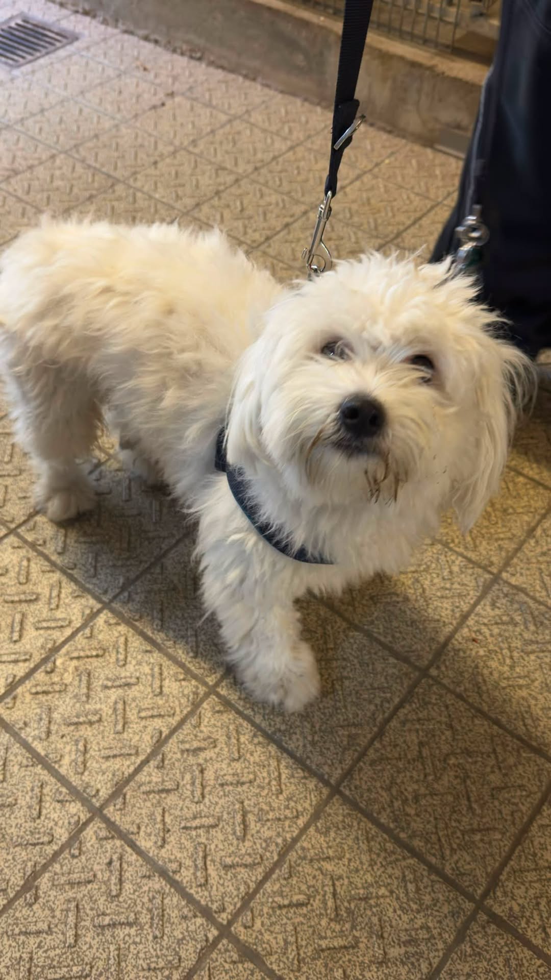 Found dog
