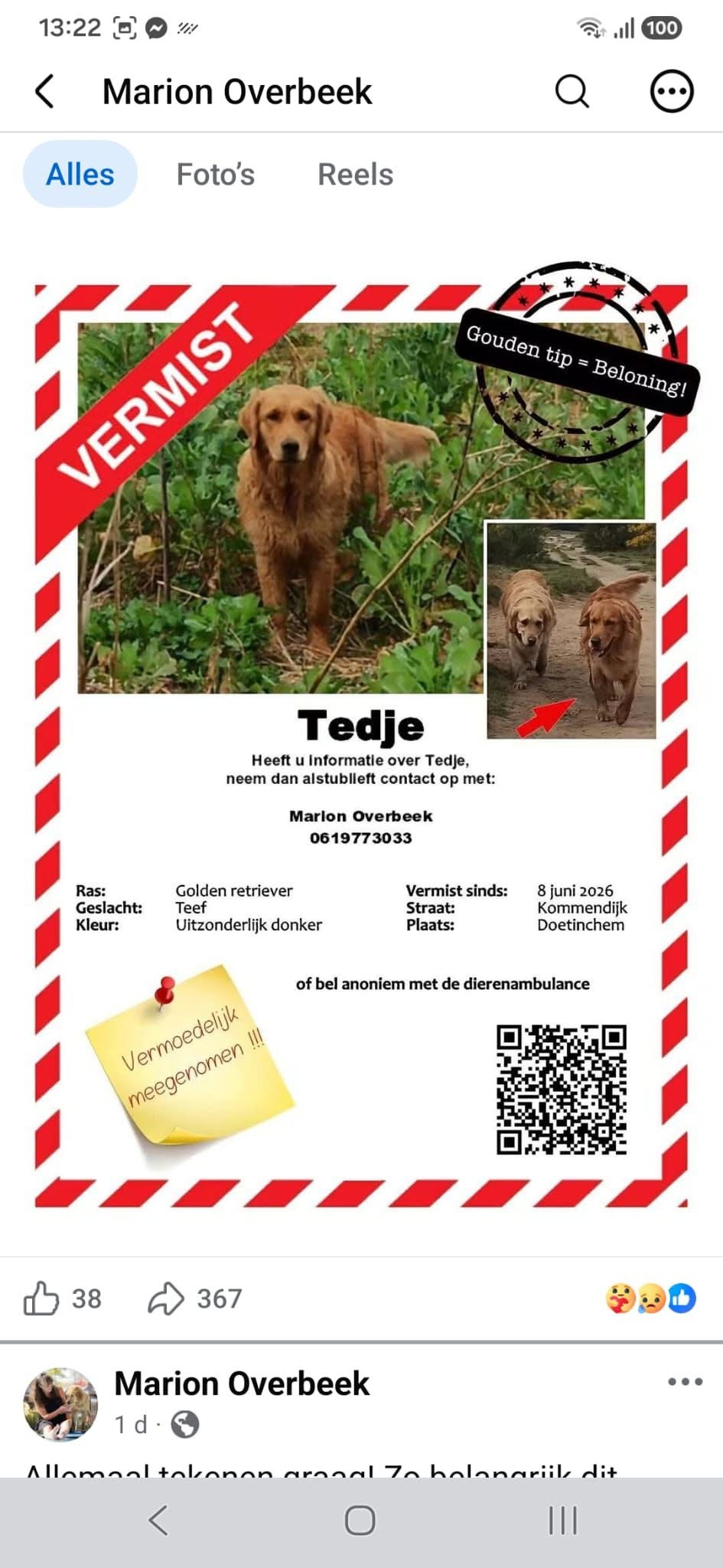 Lost Dog in Doetinchem