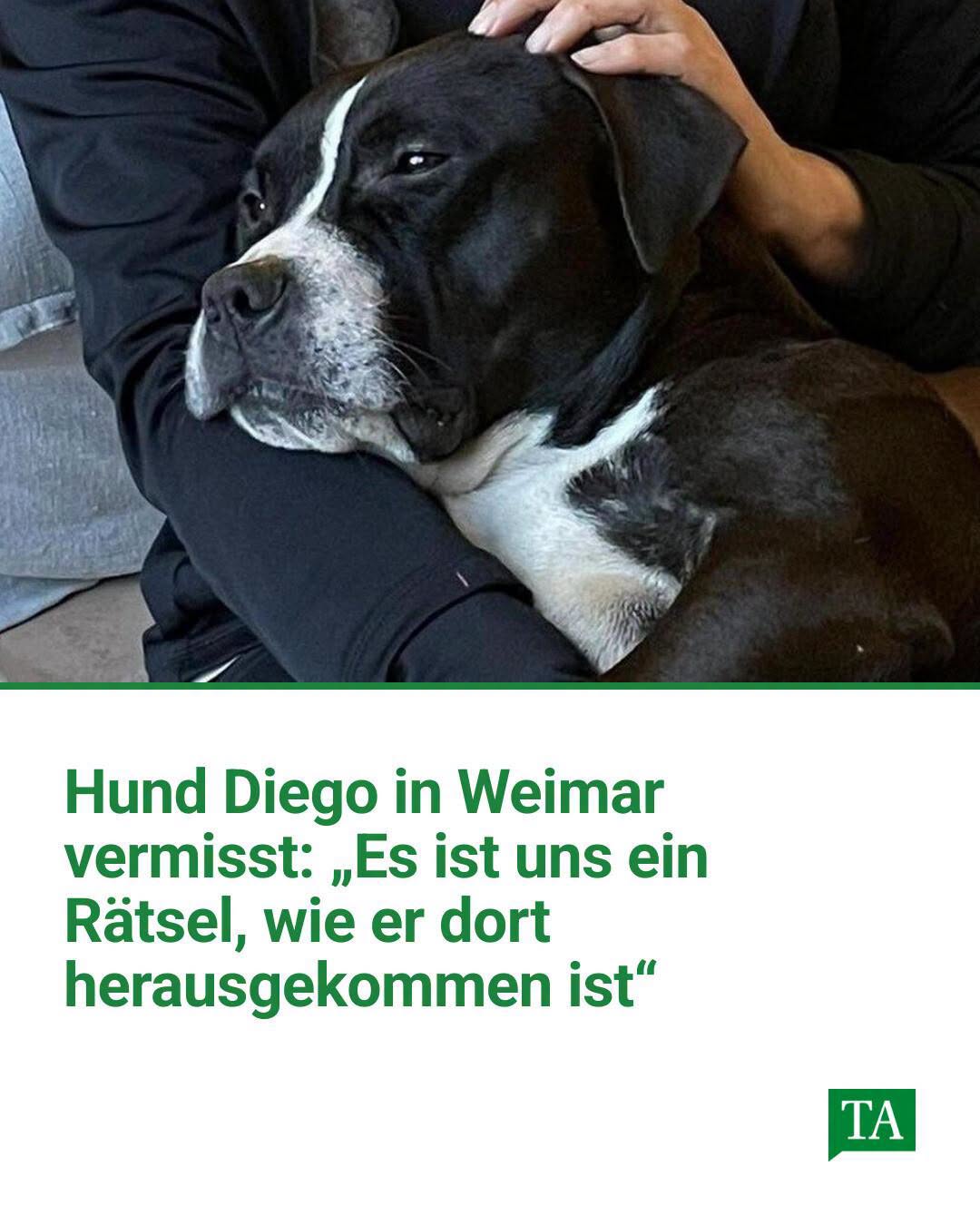 Lost dog