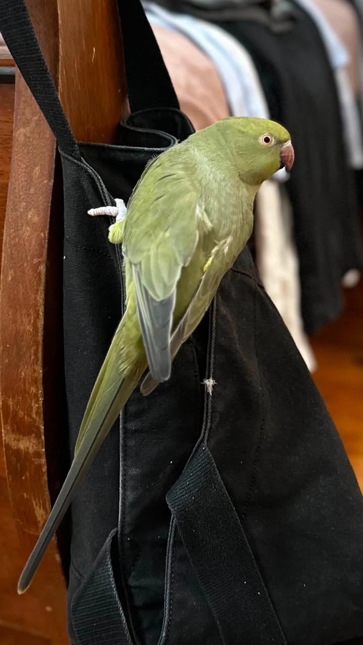 Lost bird