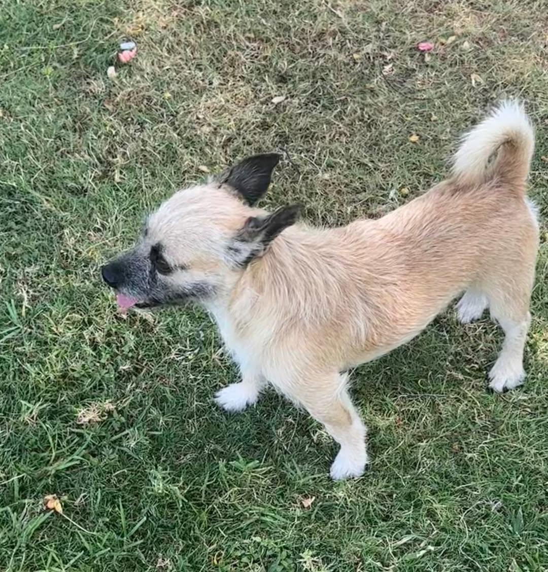 Found dog