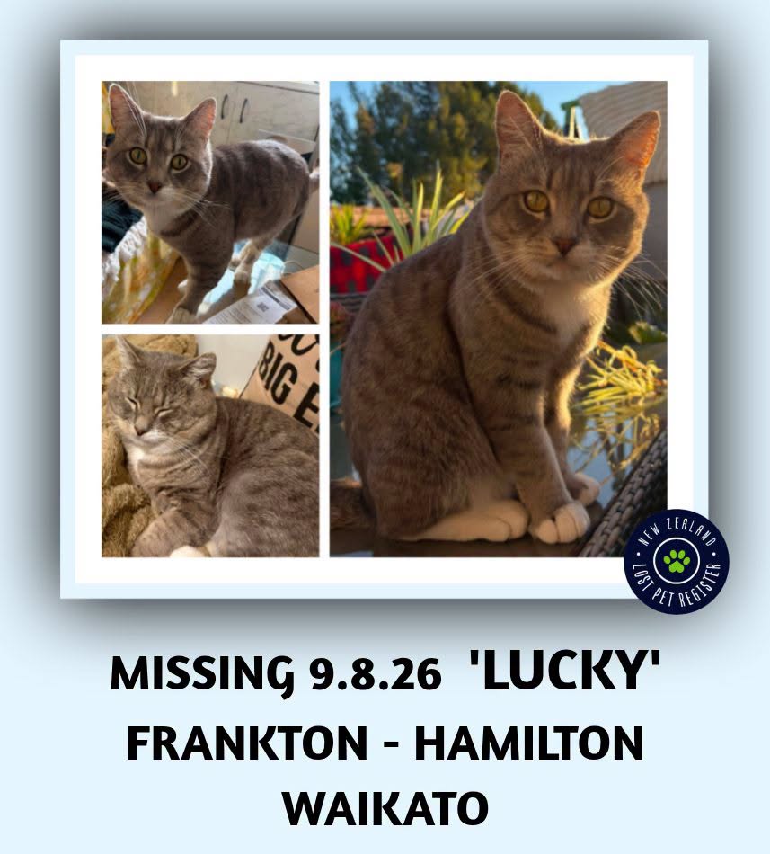 Lost cat
