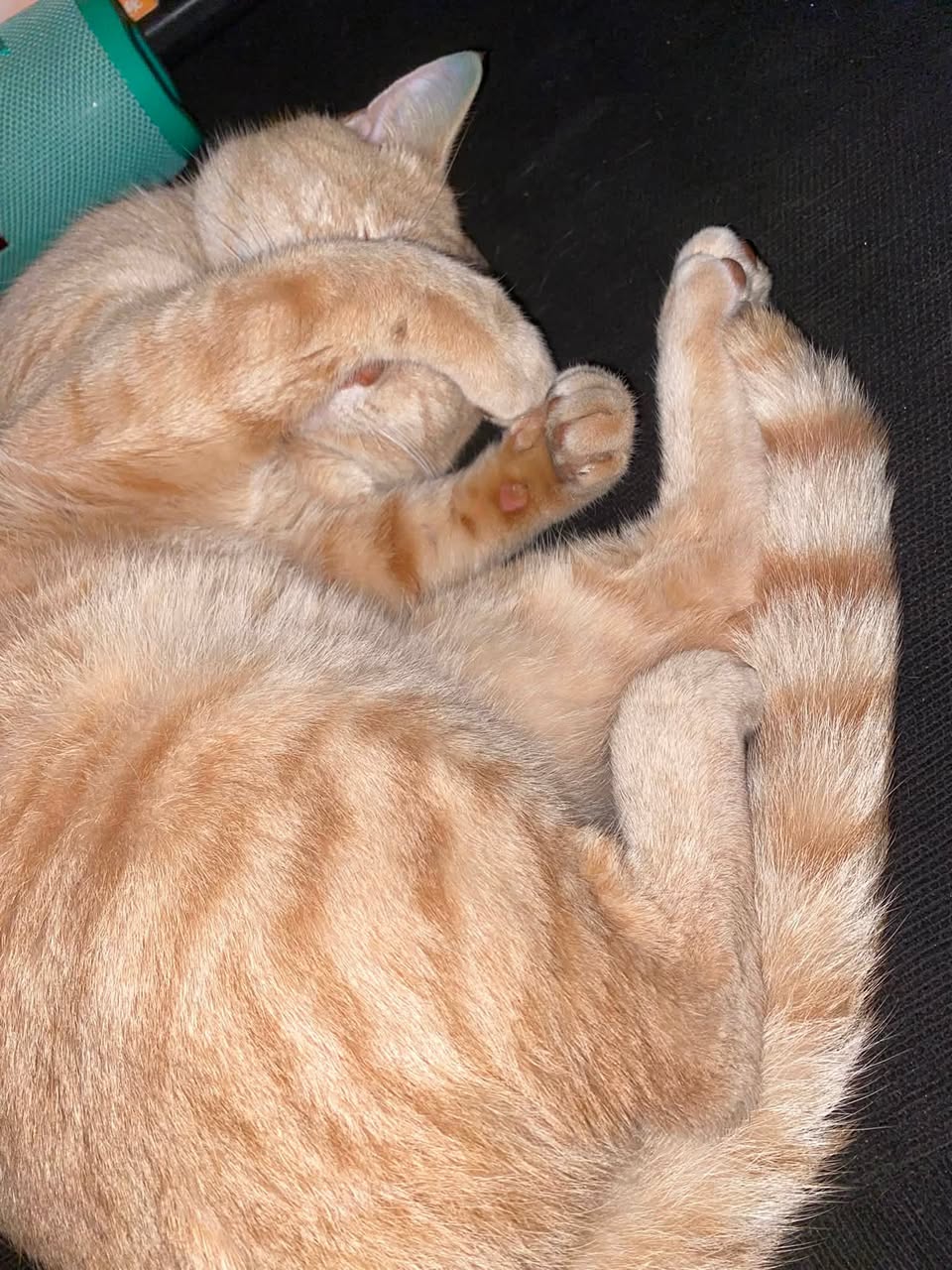 Lost cat