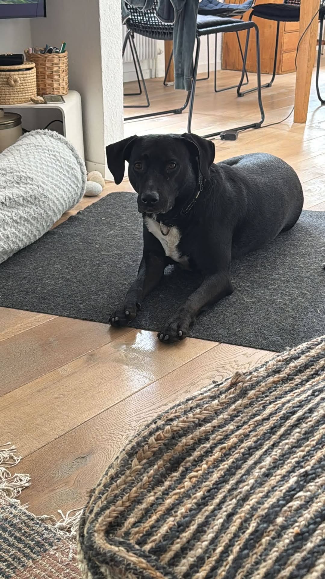 Found dog