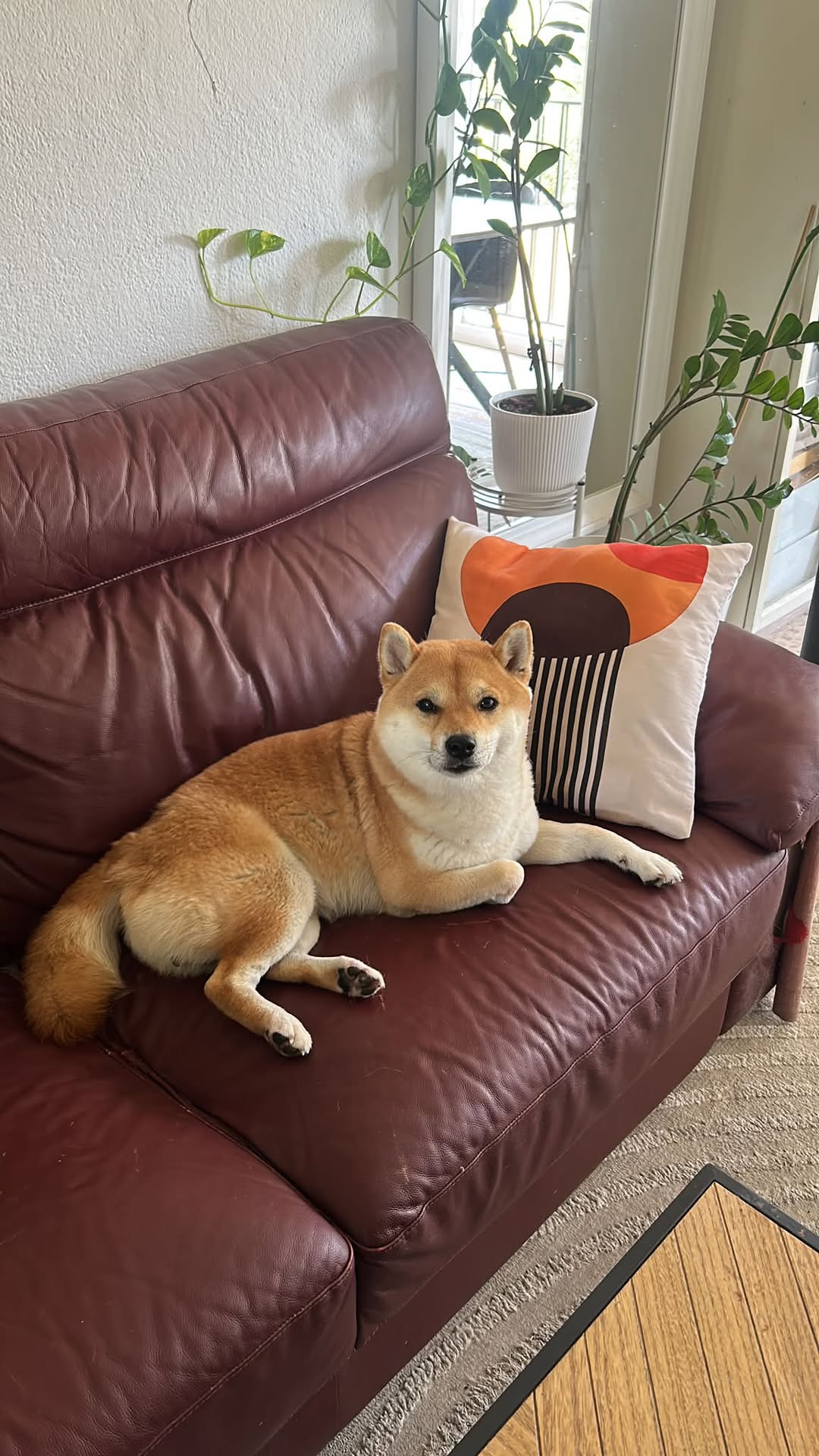 Lost Dog in Vernier