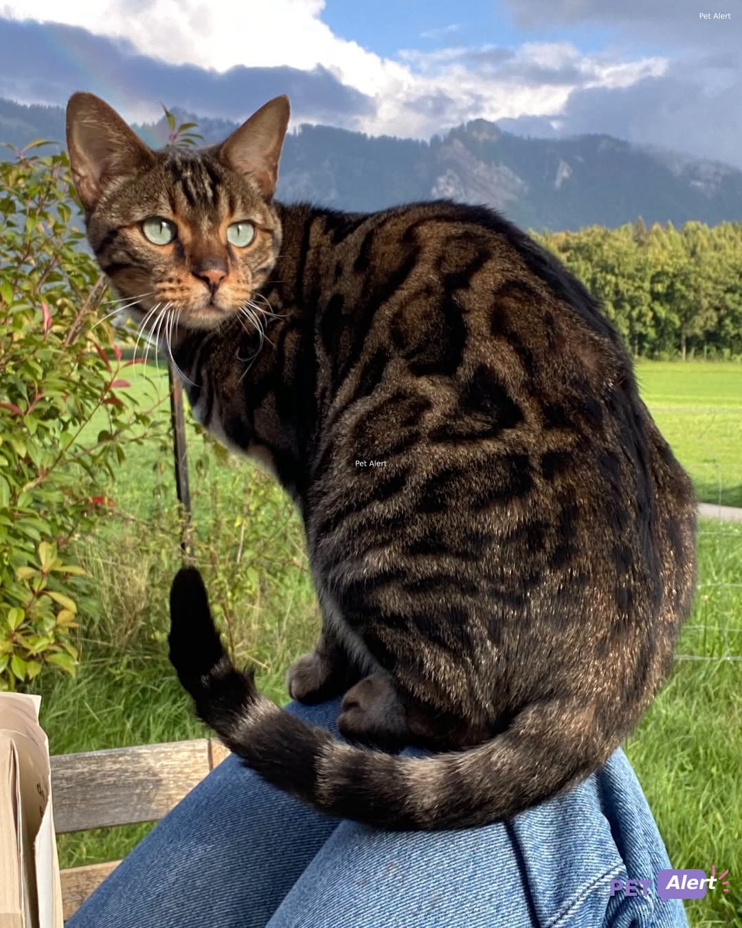 Lost Cat in Fribourg
