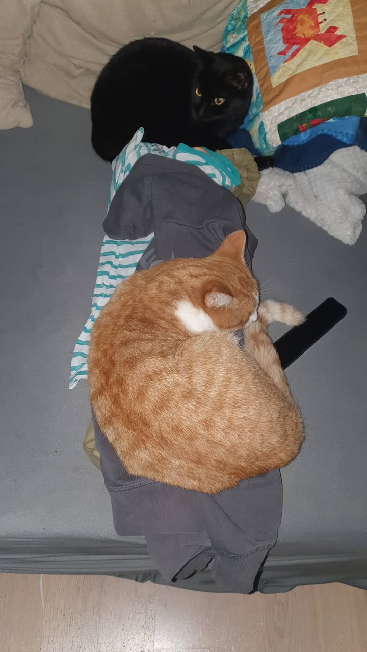 Lost Cat in Villars-Sur-GlâNe