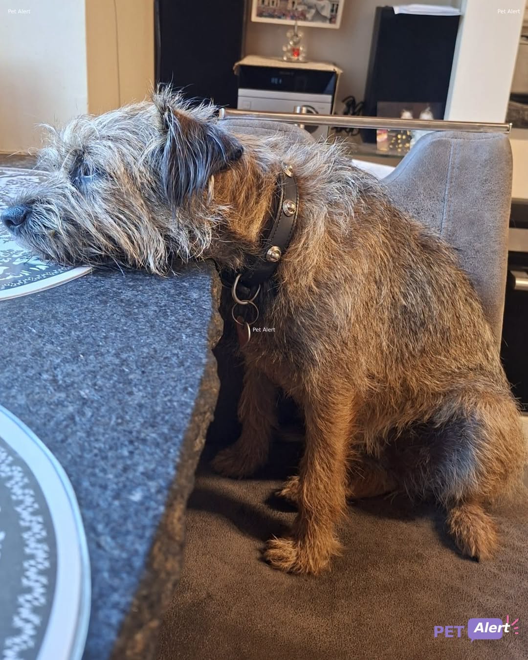 Lost Dog in Puidoux