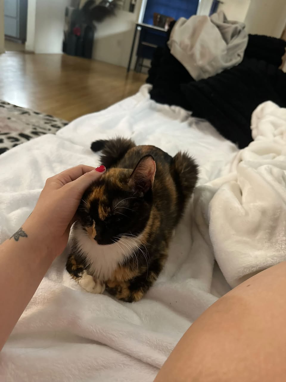 Lost cat
