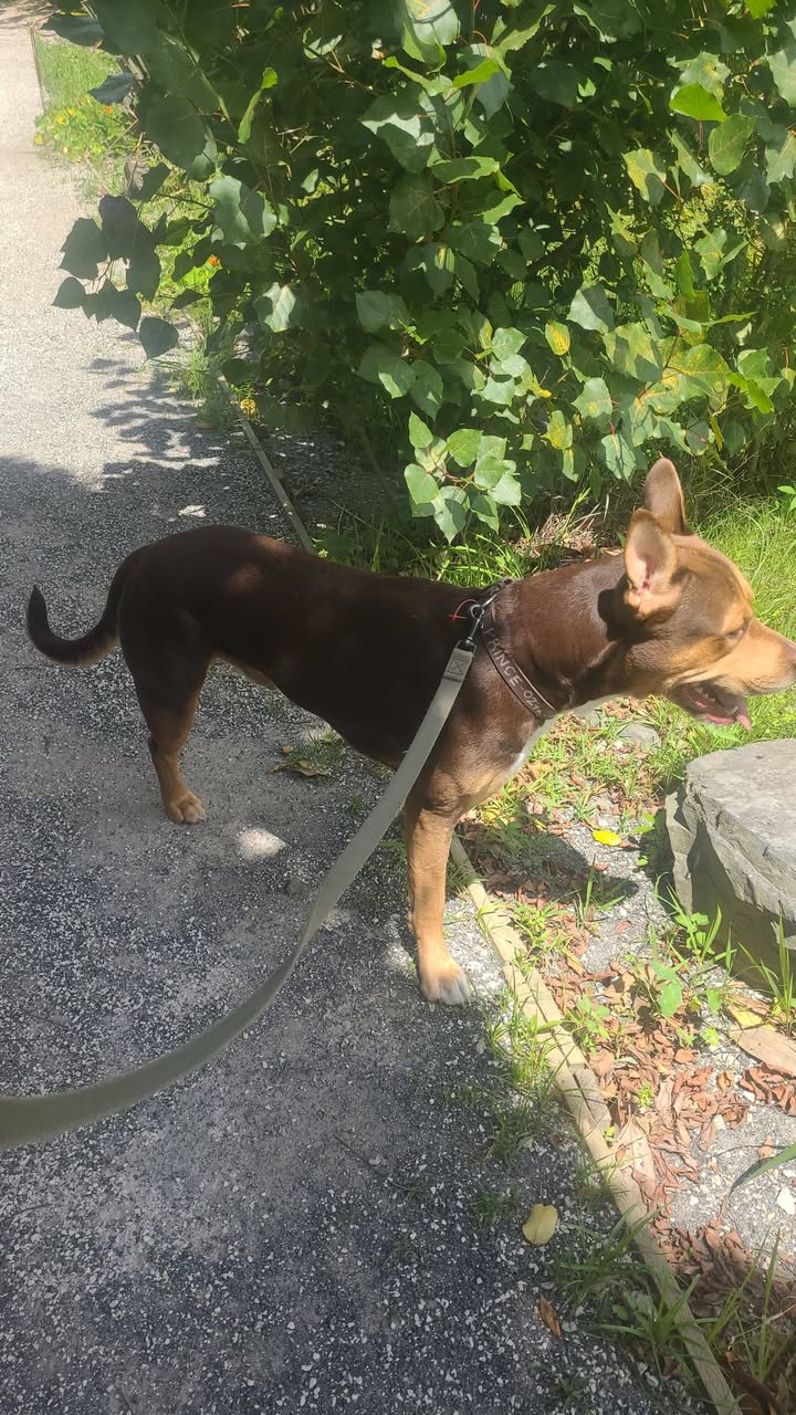 Lost dog