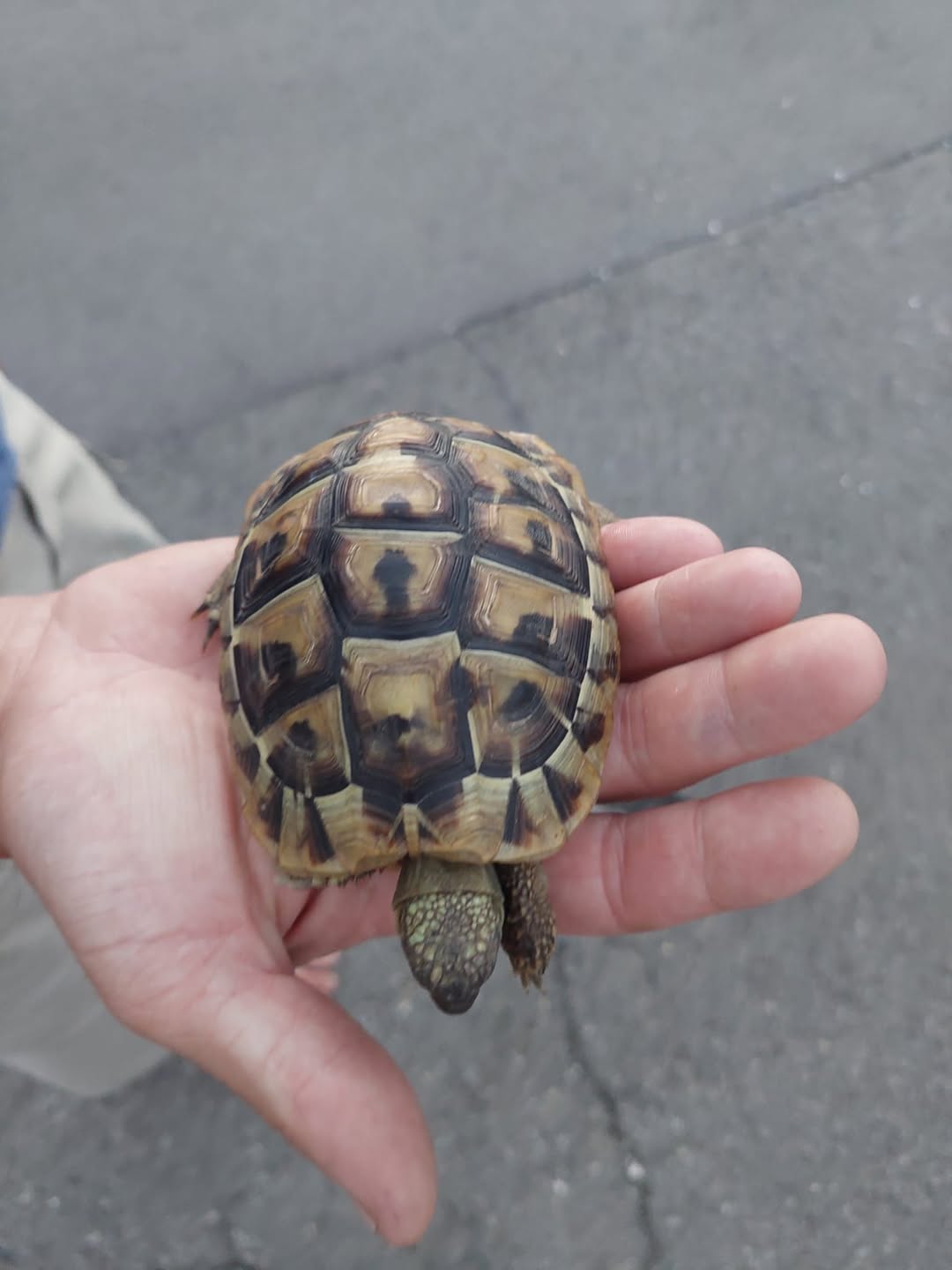 Found tortoise