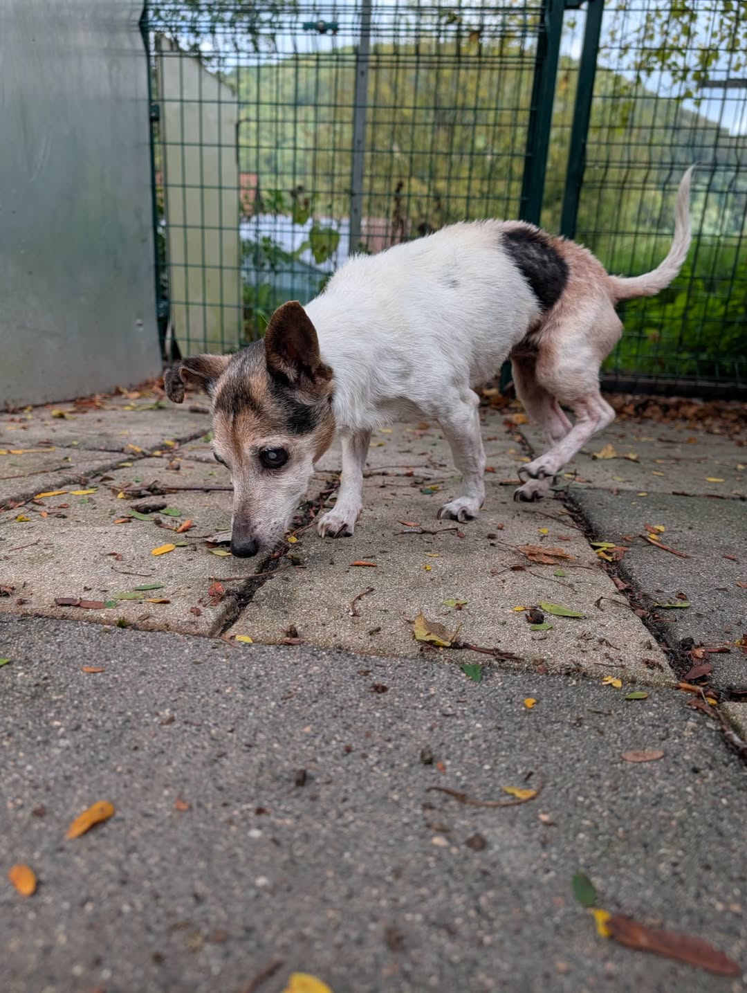 Lost Dog in Bad Driburg