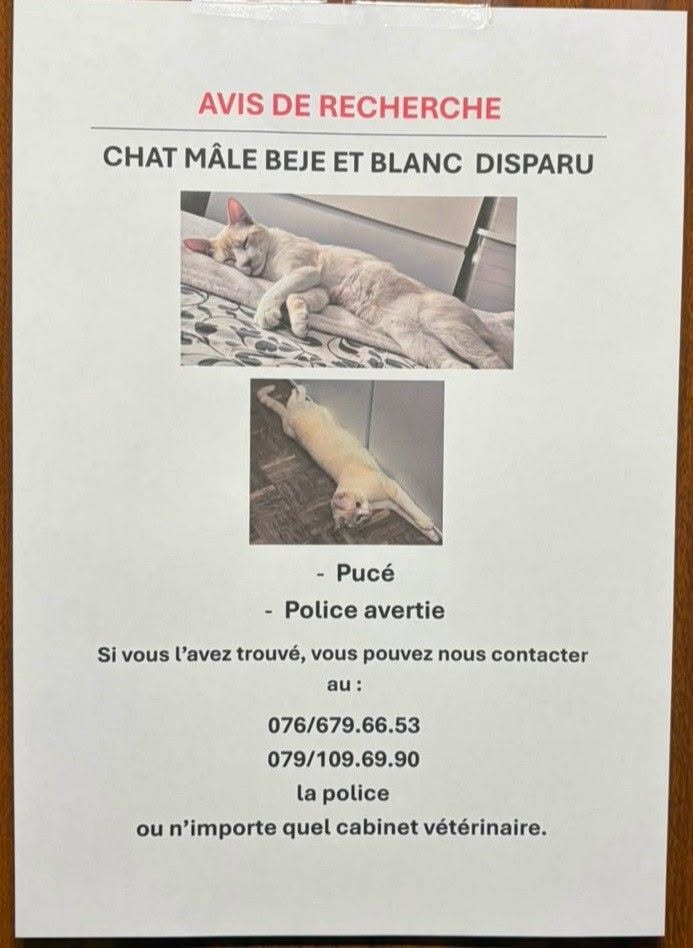 Lost Cat in Suisse Romande