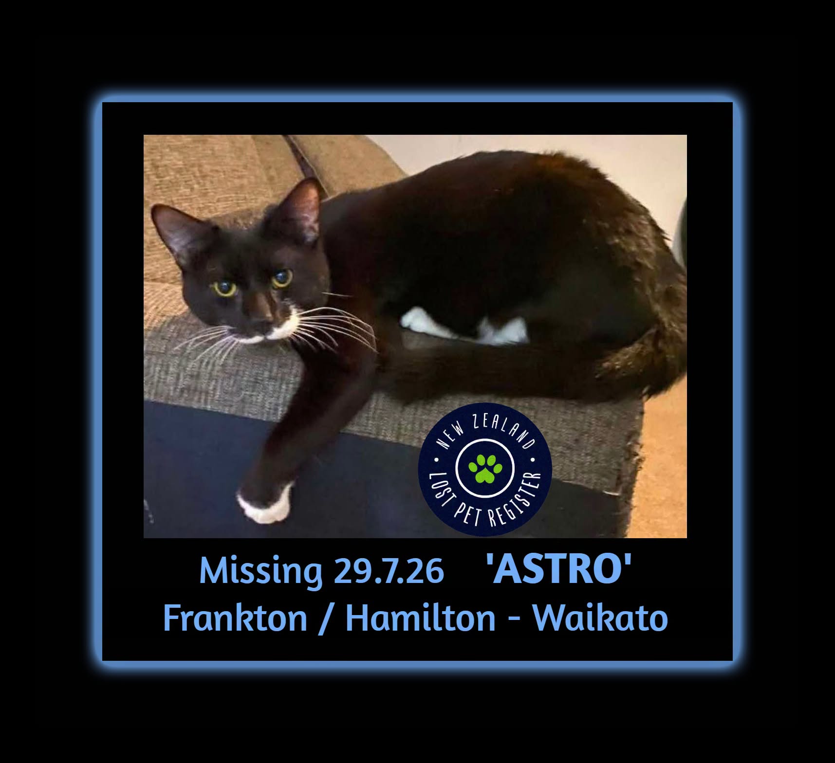 Lost cat