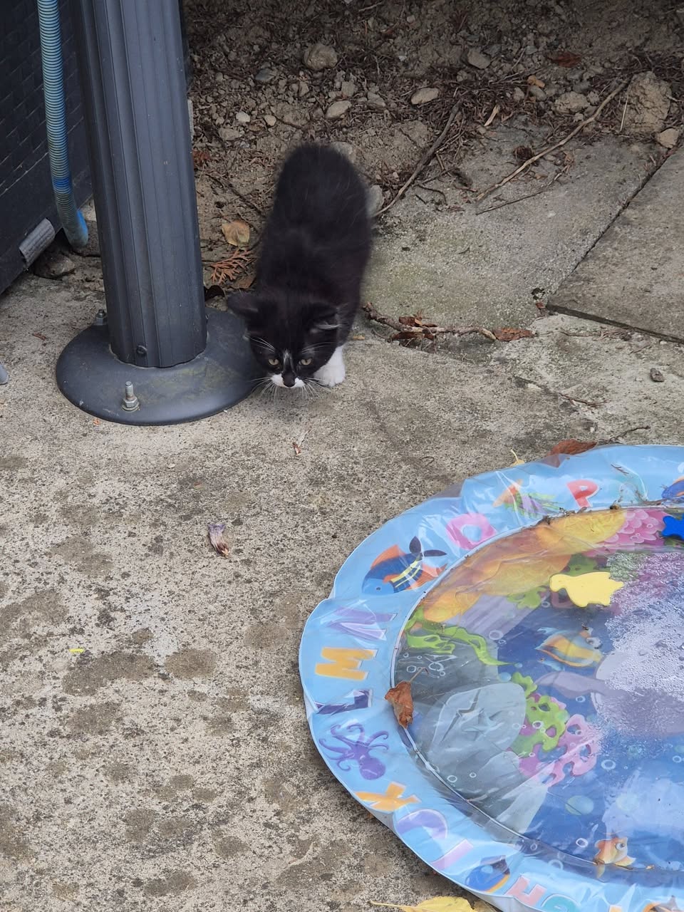 Found cat