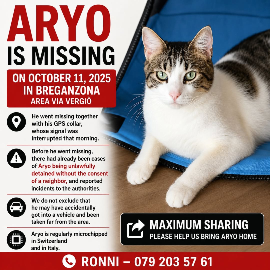 Lost cat