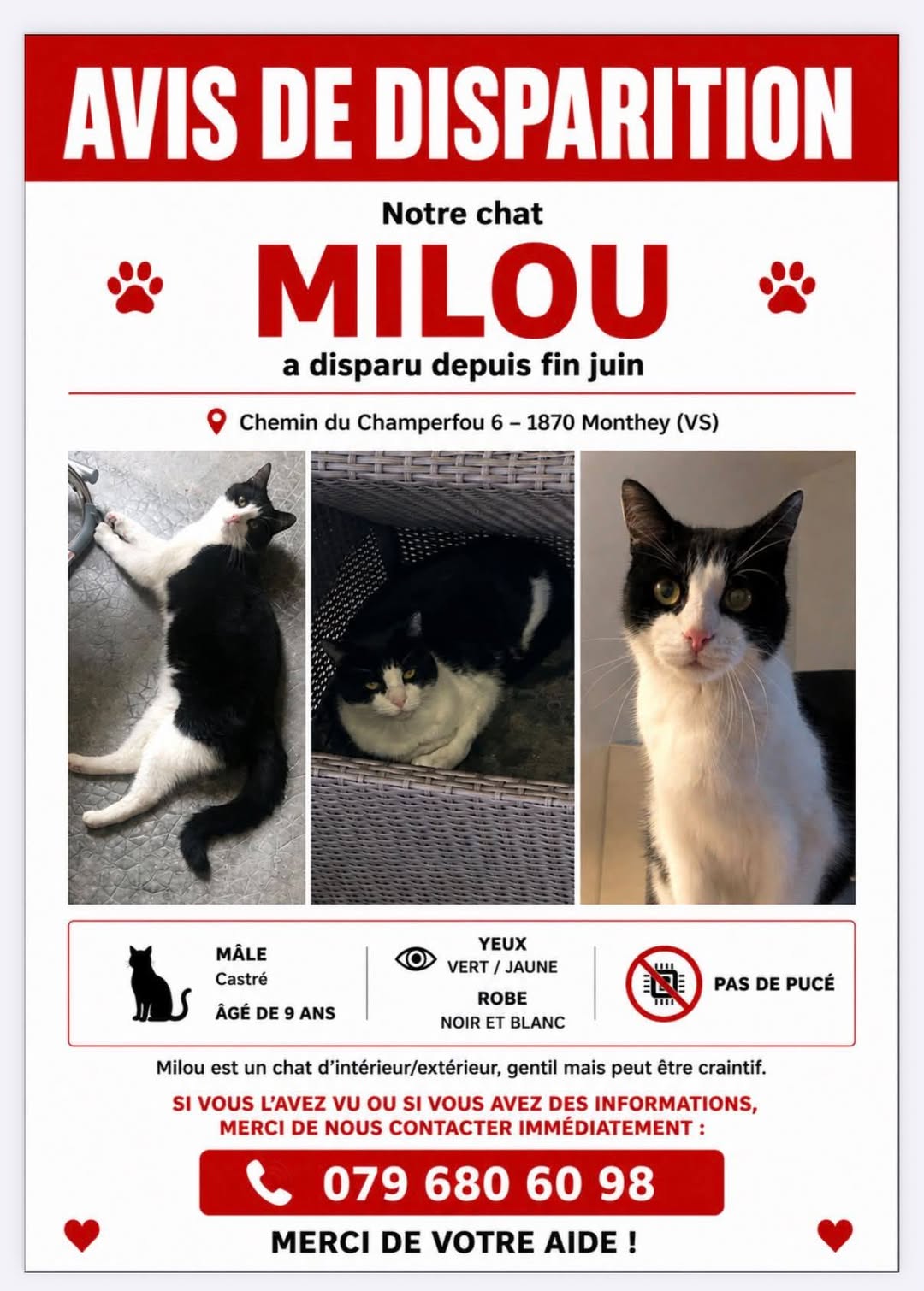 Lost Cat in Monthey