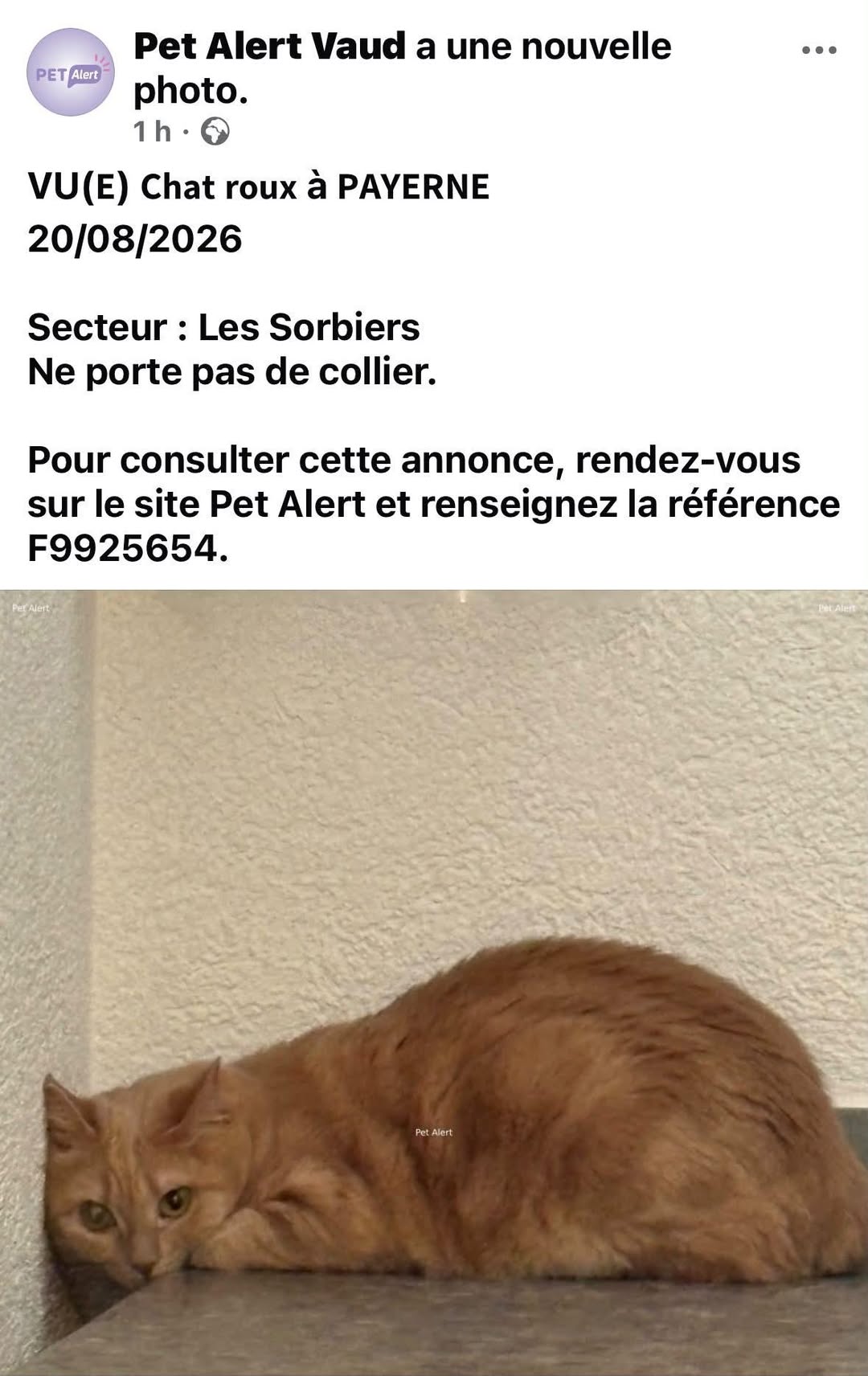 Found Cat in Payerne