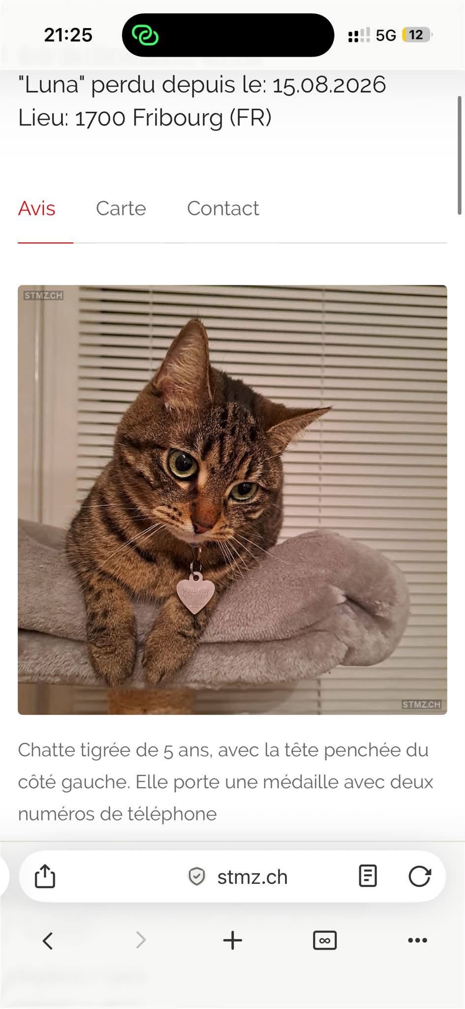 Lost cat