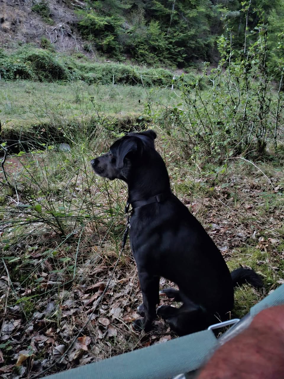 Lost dog