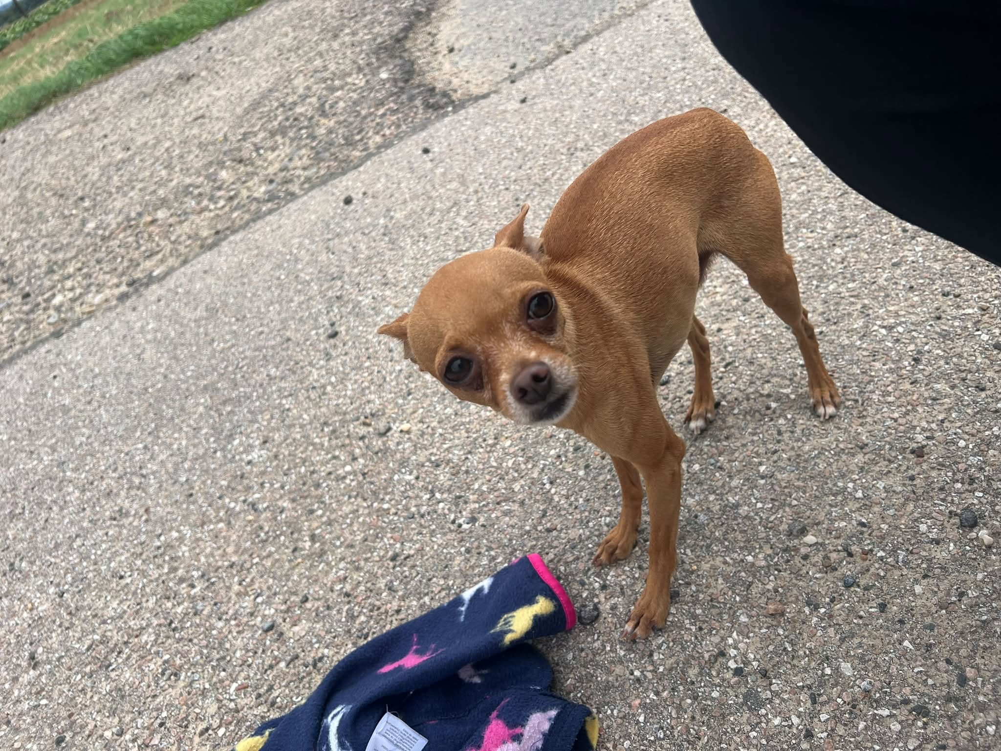 Found dog