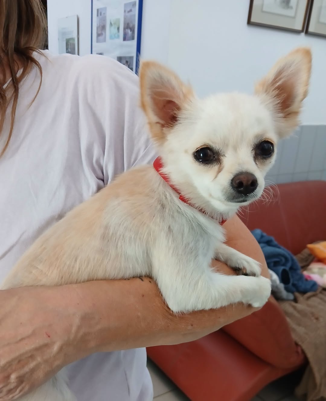 Found dog