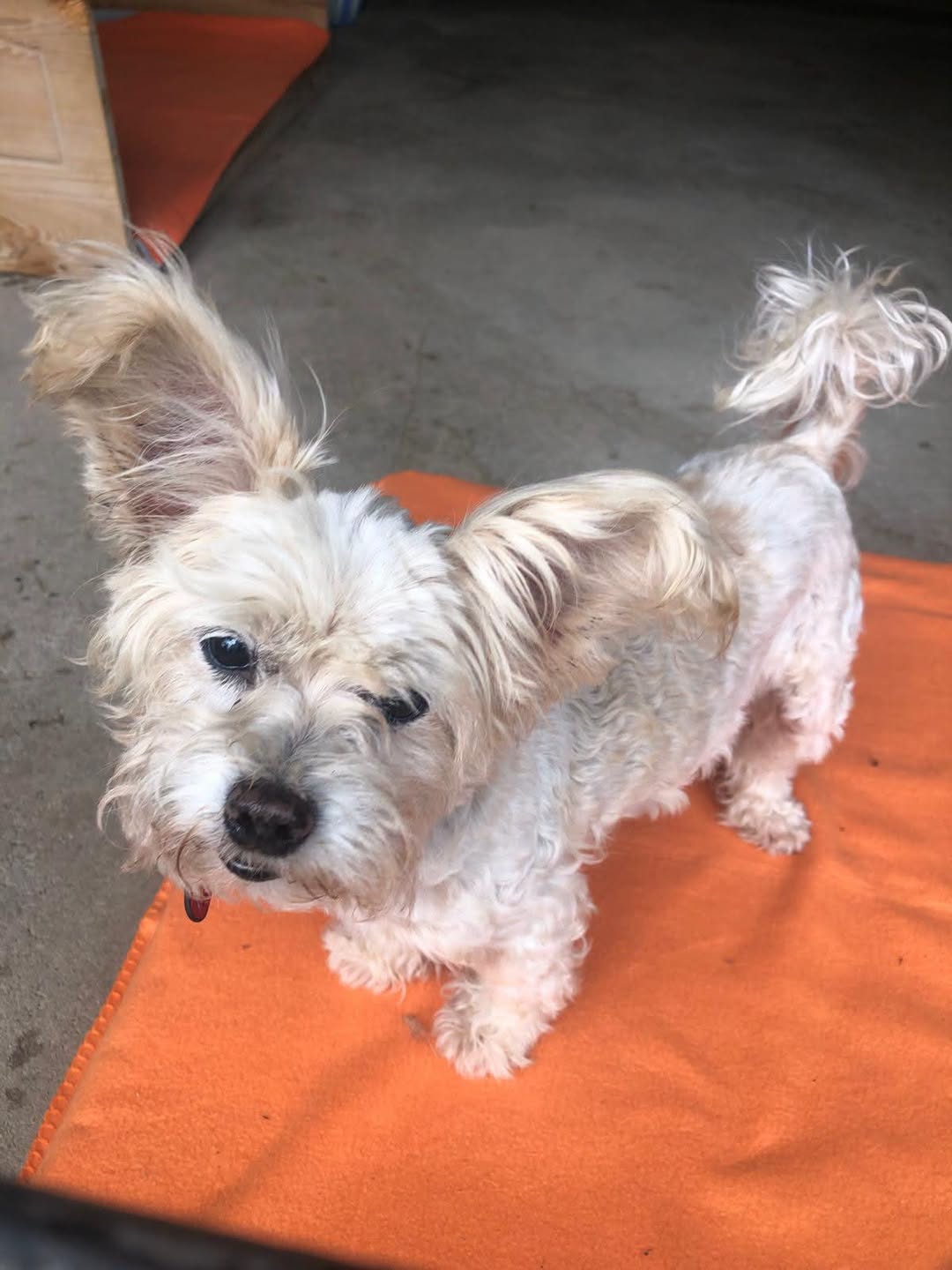 Found dog
