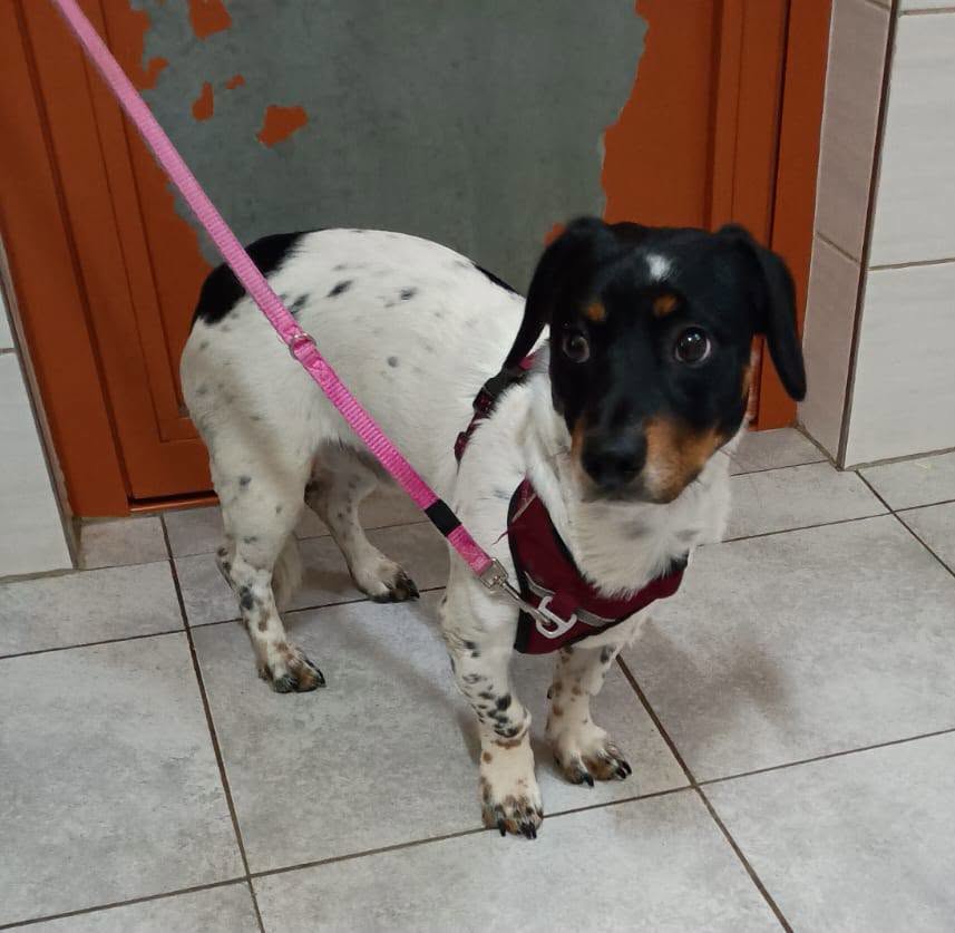 Found dog