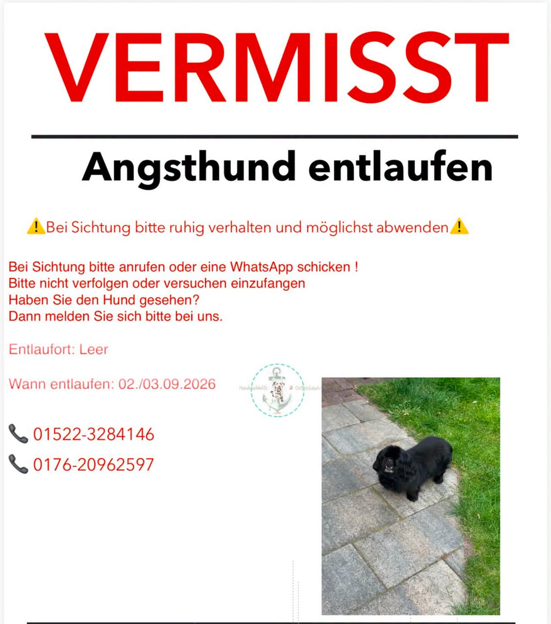Lost Dog in Germany