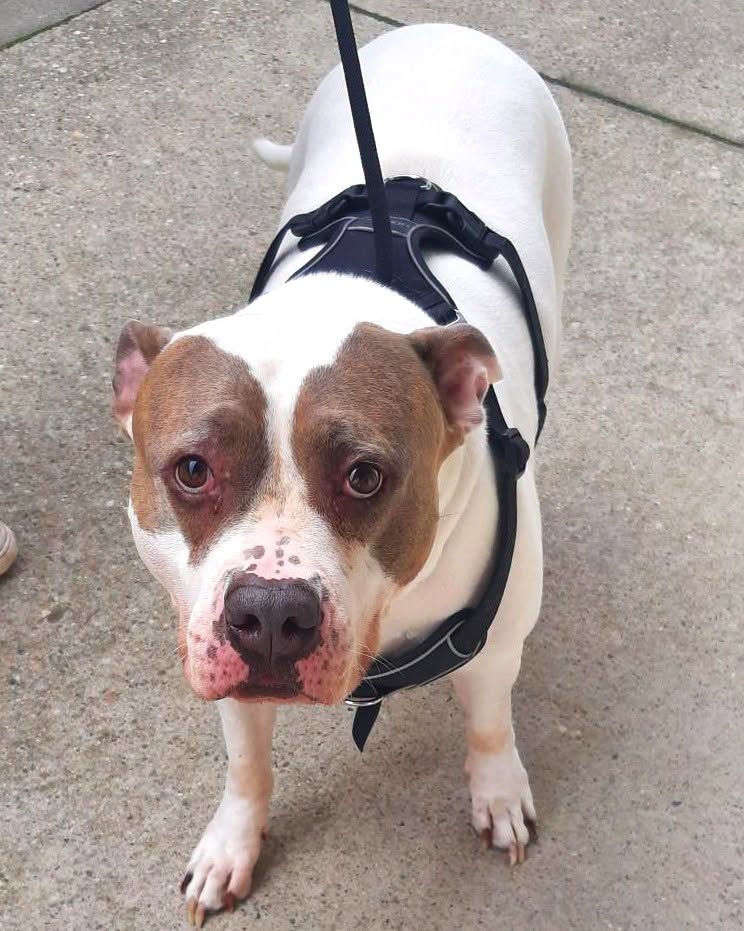 Found dog