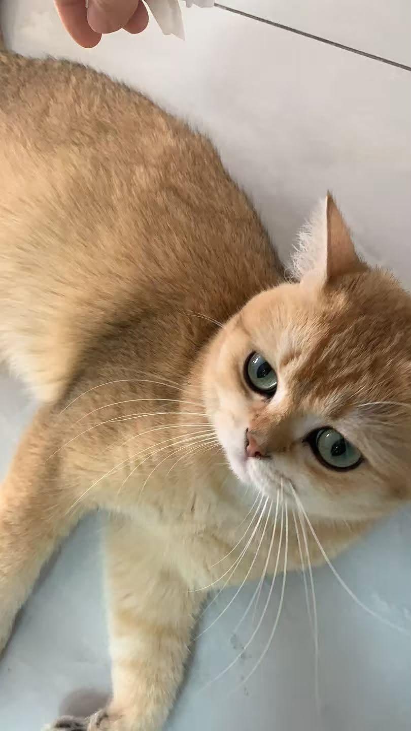 Lost Cat in White Rock