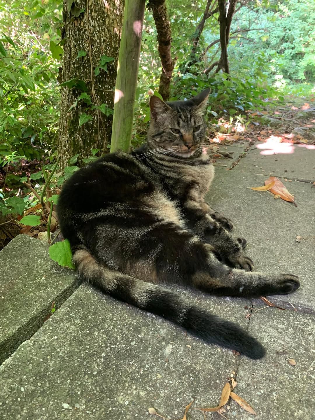Lost Cat in Saint-Aubin