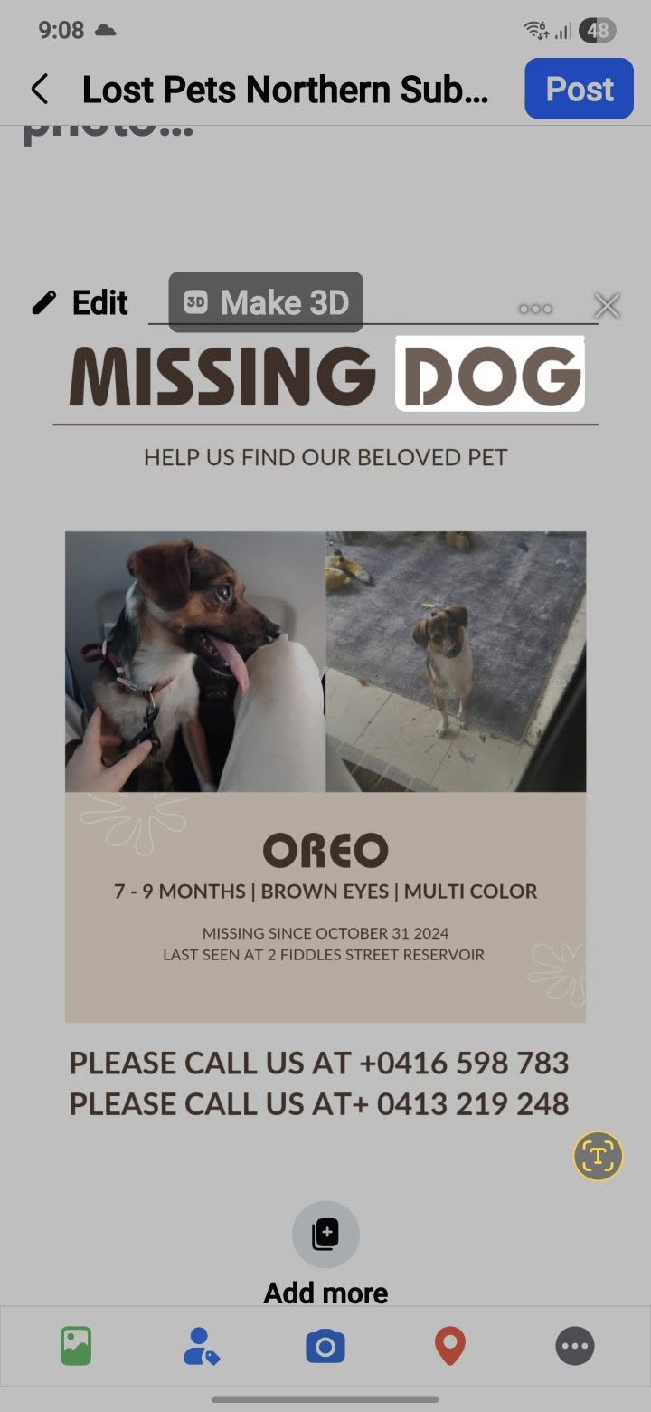 Lost dog