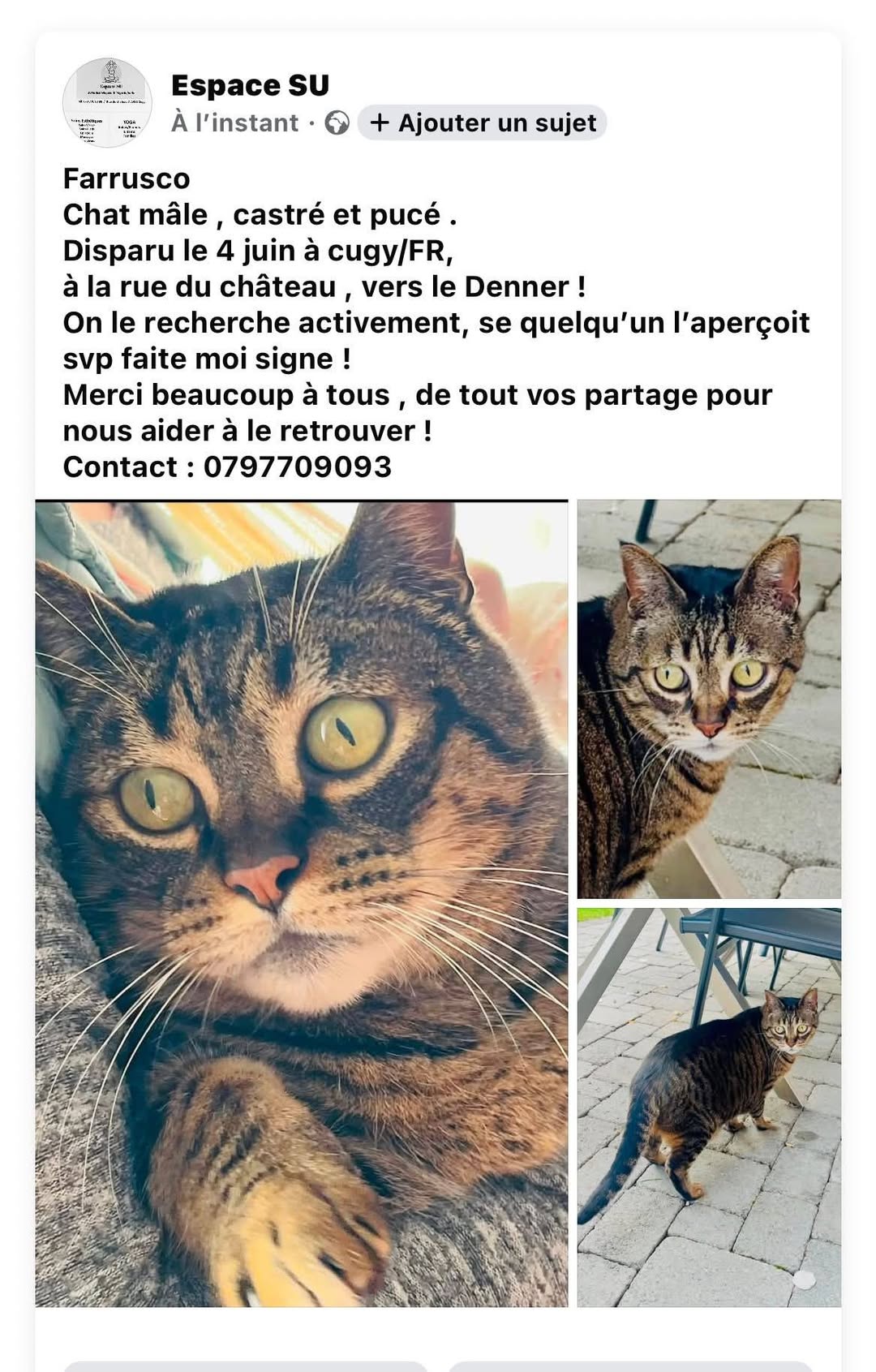 Lost Cat in Cugy