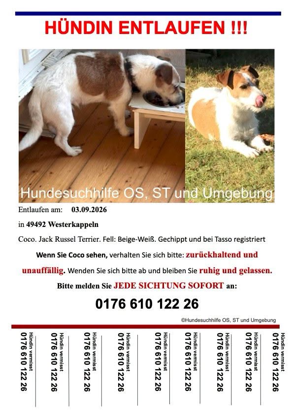 Lost Dog in Germany
