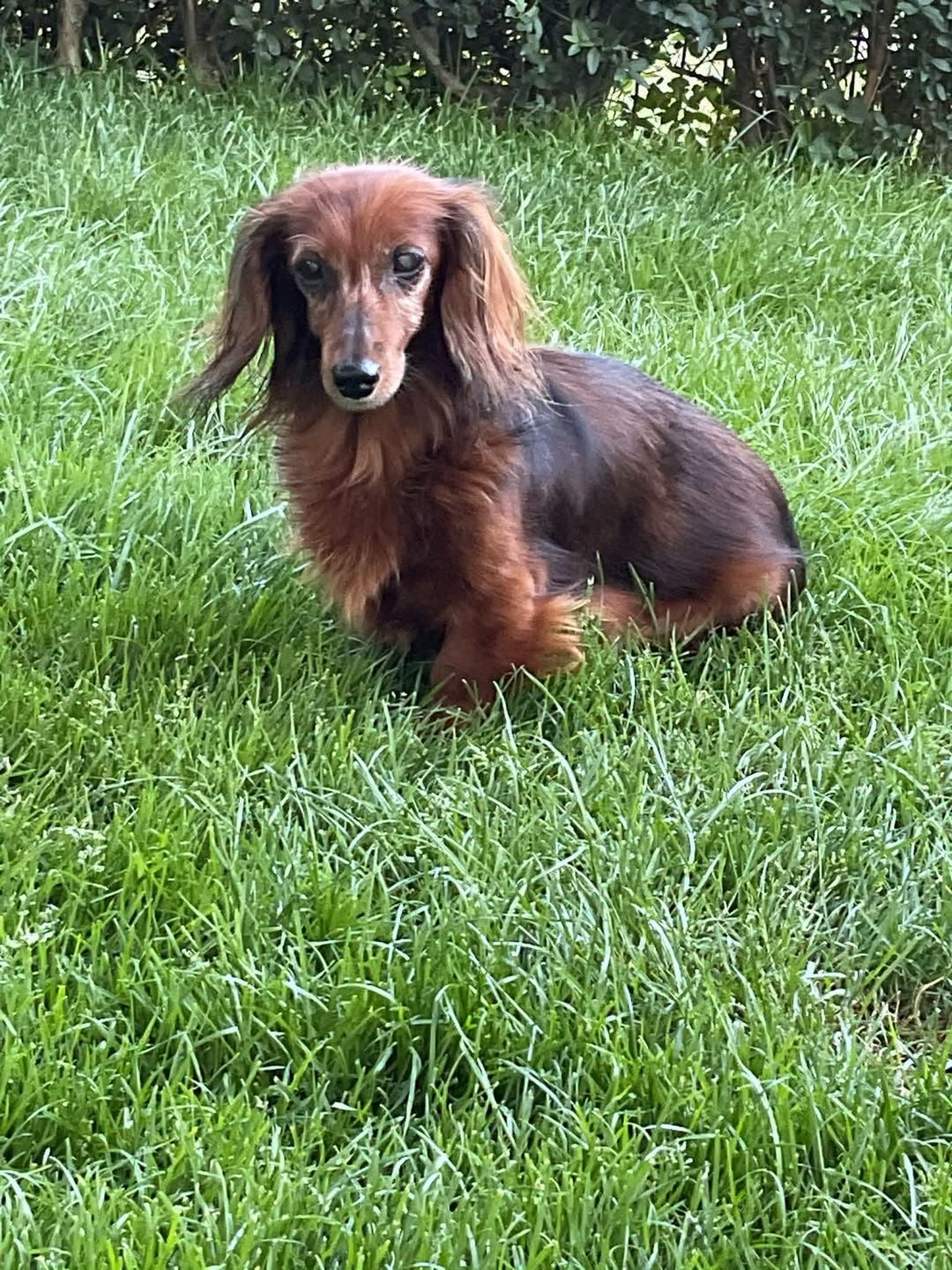Lost dog
