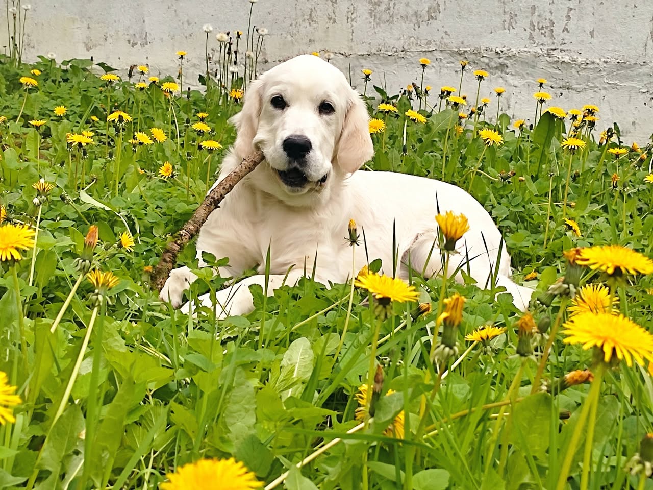 Lost dog