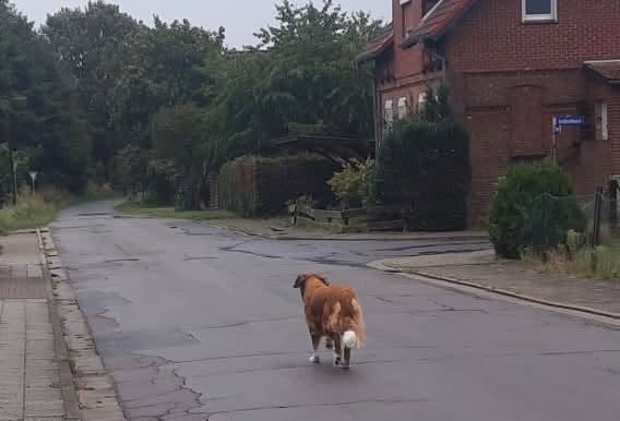 Found dog